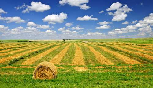 Italia: 8mila ettari per i giovani agricoltori