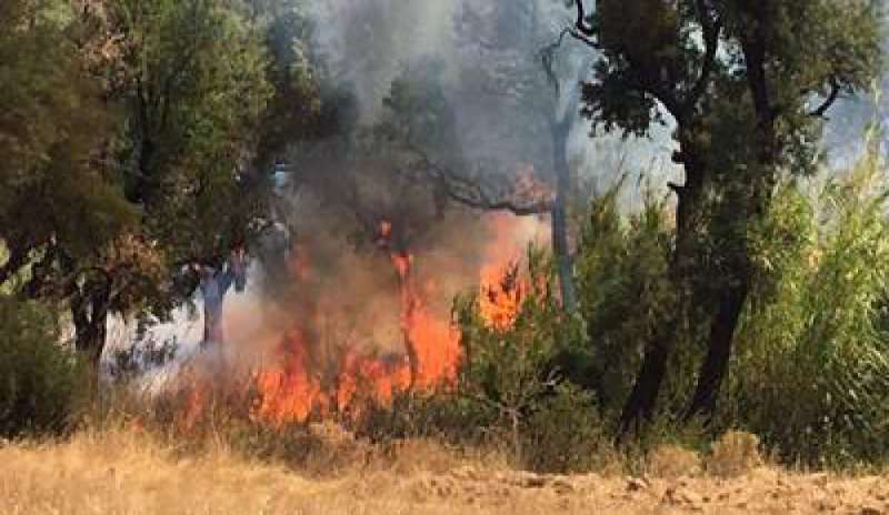 A fuoco il sud della Sardegna, chiusa strada Medio Campidano. Roghi anche nell’Oristanese