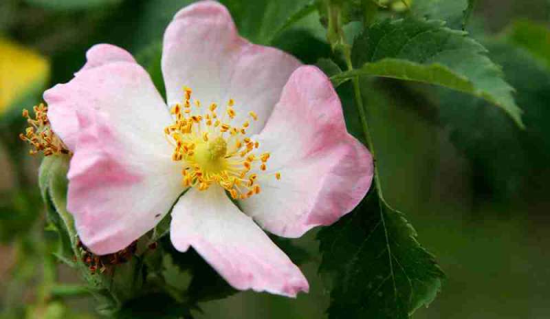 A Imola una mostra sul fiore della Vergina: la rosa canina