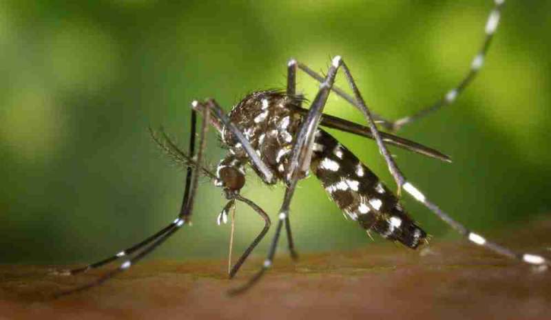 Abiti anti-zanzara? Forse non si tratta di fantascienza