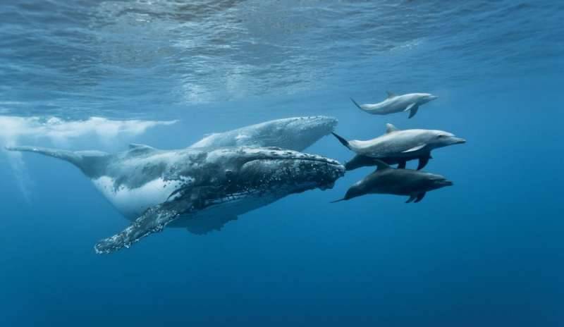 Anche i cetacei usano “dialetti” e stringono relazioni sociali complesse