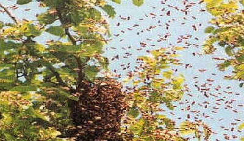 Attaccati da uno sciame di vespe. 4 bimbi e 2 donne in ospedale