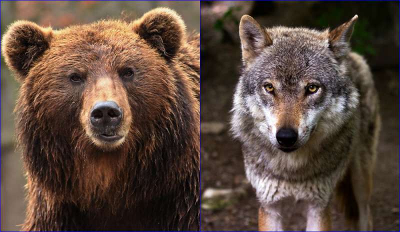 Attacchi di orsi e lupi: allevatori esasperati