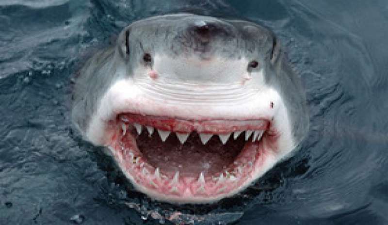 Australia, nuotatore ucciso da uno squalo