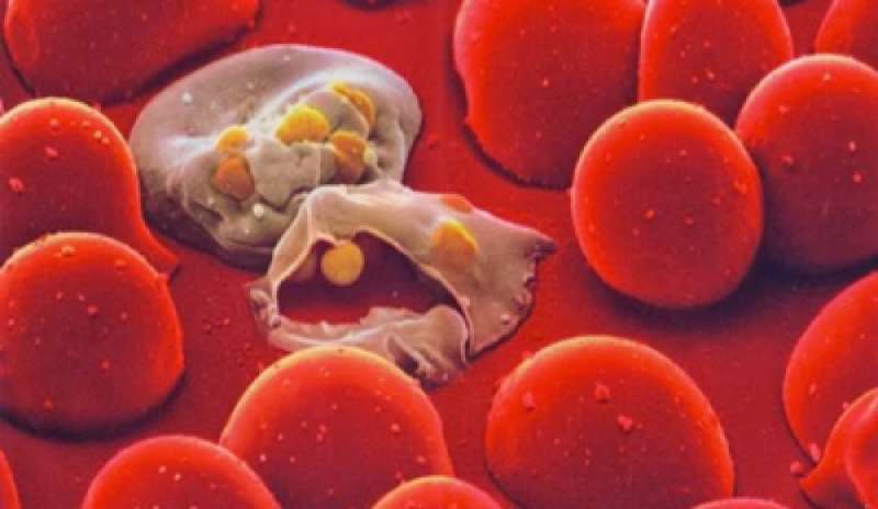 Bimba morta di malaria, la procura di Trento apre indagine per omicidio colposo