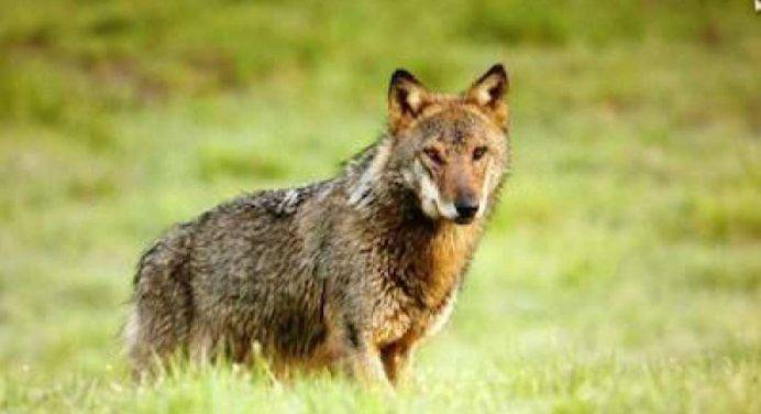 Bracconaggio spietato: solo il 6% dei lupi italiani muore in modo naturale