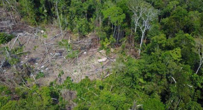 Brasile sotto pressione per la difesa delle foreste