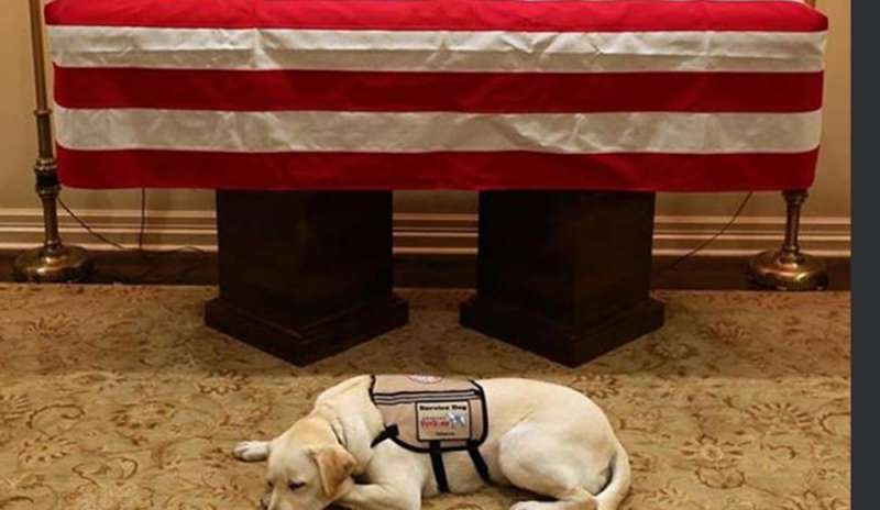 Bush senior: omaggi, ricordi e la fedeltà di un Labrador