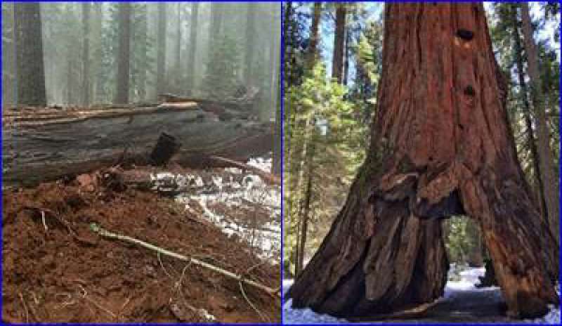 California, addio alla Pioneer Cabin Tree: il maltempo fa crollare la storica sequoia “tunnel”