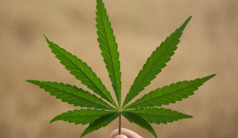 Cannabis legale, stop del Parlamento: passa solo l’uso terapeutico