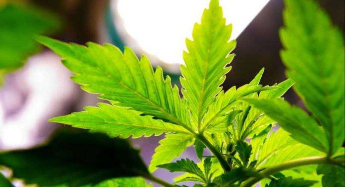 Cannabis light: ora è ufficialmente legale