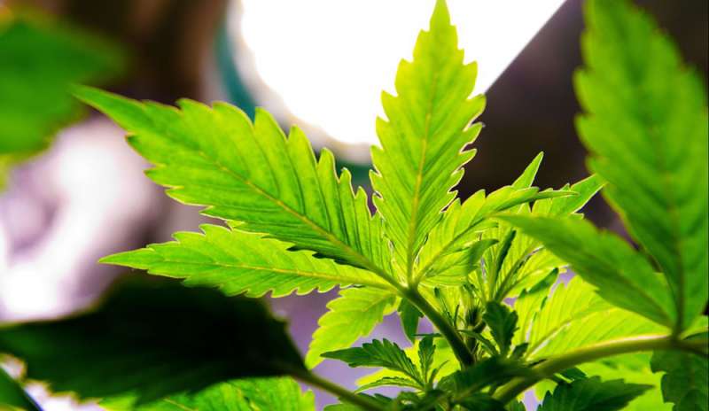 Cannabis light: ora è ufficialmente legale