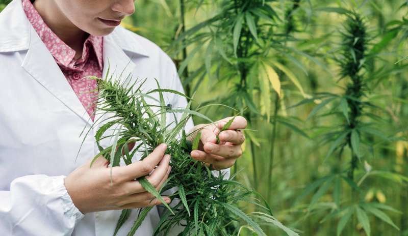 Cannabis per uso terapeutico: i dubbi dei medici