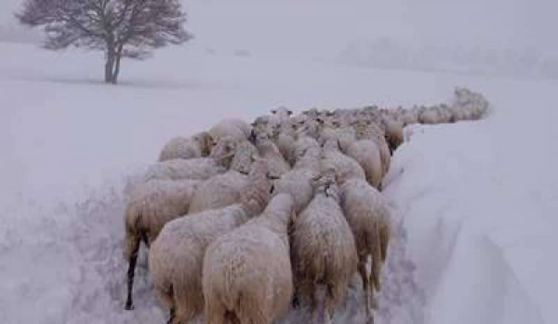 Centro Italia, terremoto e neve fanno crollare le stalle. La Coldiretti: “Strage di animali. Chi ha sbagliato paghi”.