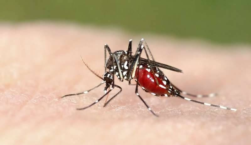 Chikungunya: 252 casi nel Lazio, 50 a Roma