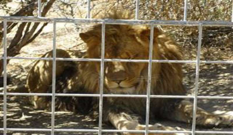 Corea del Sud: custode dello zoo viene sbranato da un leone