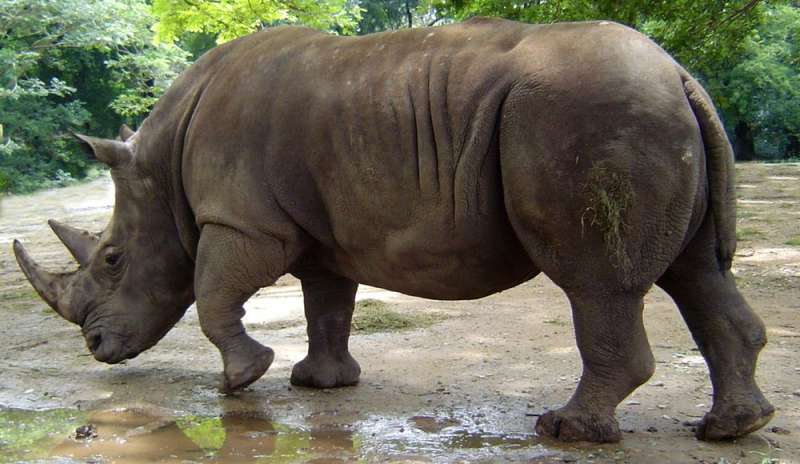 Corsa contro il tempo per salvare il rinoceronte bianco del Nord