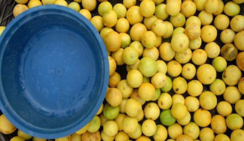 Dal limone la plastica salutare senza bisfenolo