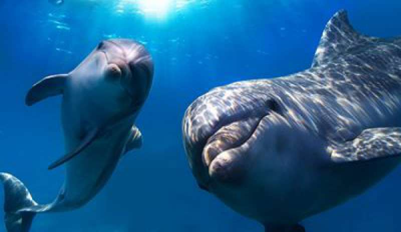 Dolphin Day, alla scoperta dei “giullari” del mare