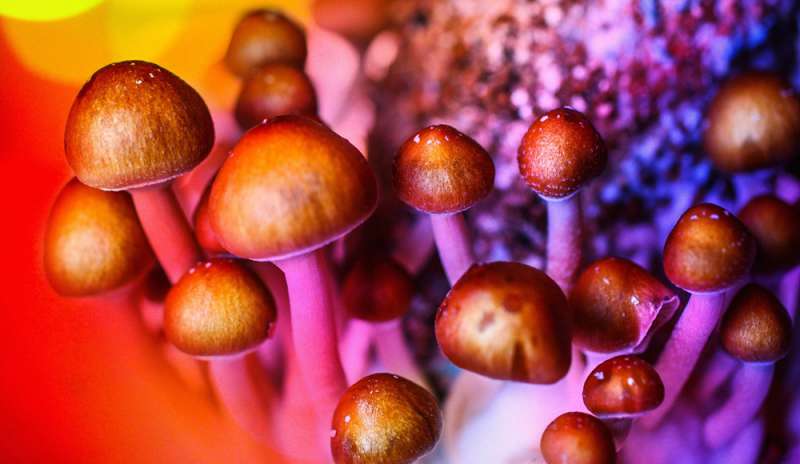 Droga: voto choc sui funghi allucinogeni