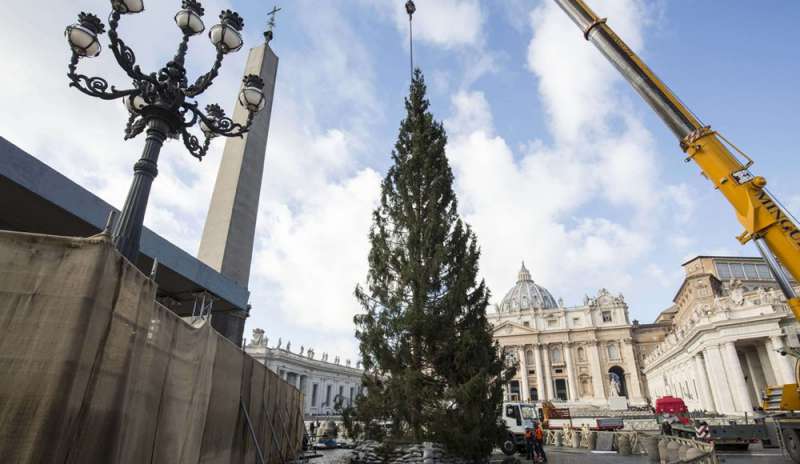 E' friulano l'albero di Natale di piazza San Pietro