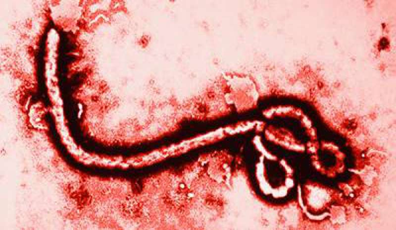 Ebola, scoperta una mutazione genetica del virus