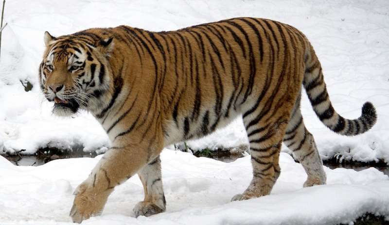 Ecco chi uccide la tigre siberiana
