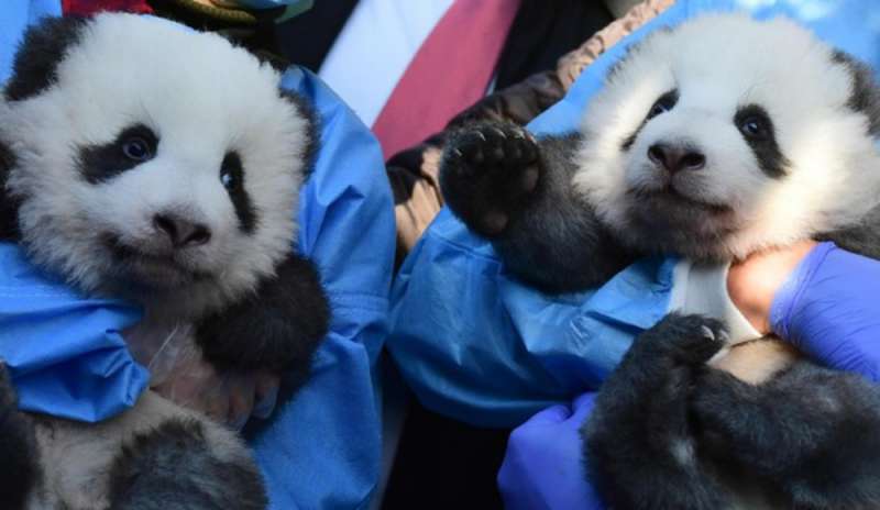 Ecco come si chiamano i panda gemelli dello zoo di Berlino
