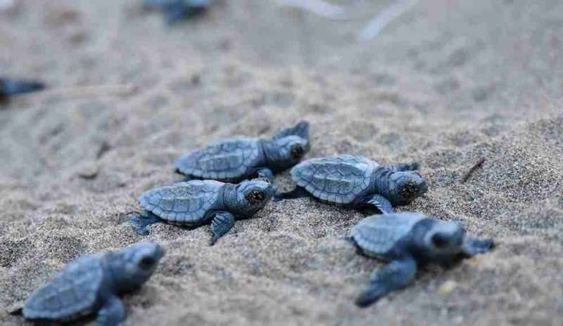 Ecco dove sono nate le prime tartarughe della stagione
