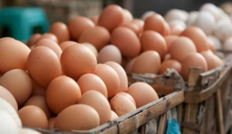 Emergenza Fipronil, migliaia di uova sequestrate ad Ancona e Viterbo