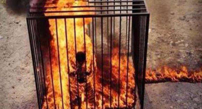 Ennesima atrocità del Daesh in Iraq: 12 persone chiuse in gabbia e bruciate vive