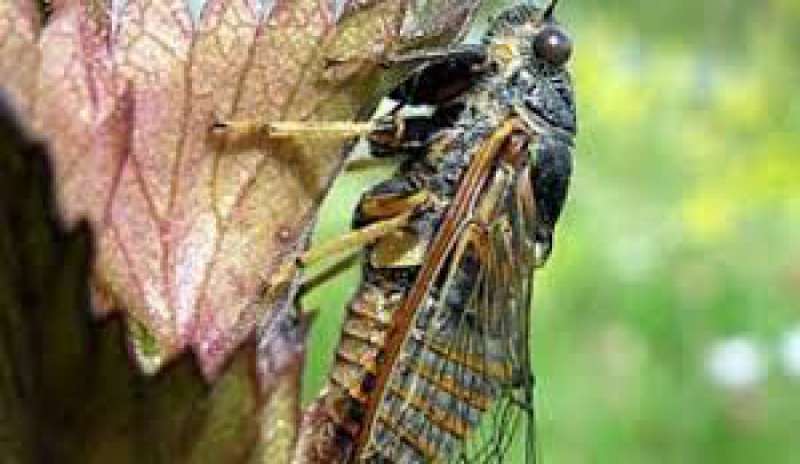Entomologia, scoperta a Basilea la cicala che urla