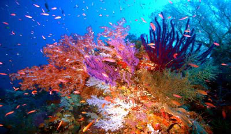 Filippine: gli Usa risarciscono il governo per i danni alla barriera corallina