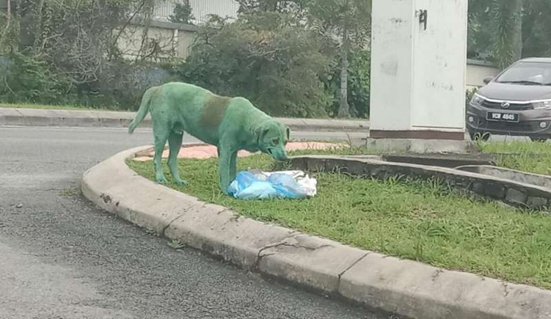 Gesto shock: cane randagio inzuppato di vernice verde