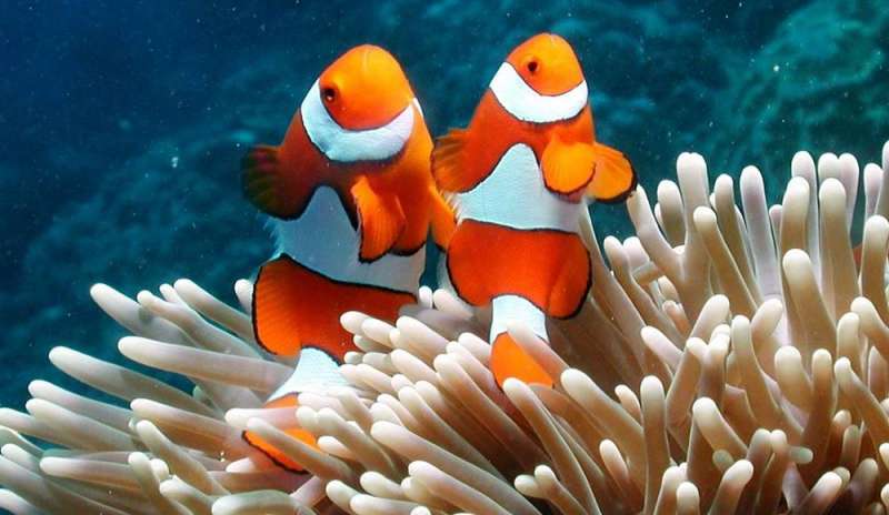I coralli non possono sopravvivere ad un aumento della temperatura globale  di 1,5°C