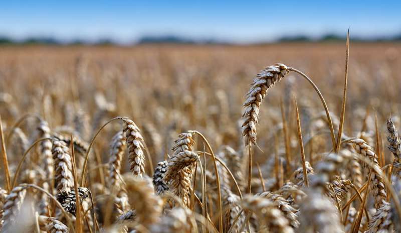 Il caldo “brucia” il 10% del grano europeo