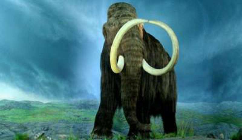 Il progetto “mammufante”: la strana idea del mammut ibrido che fa discutere