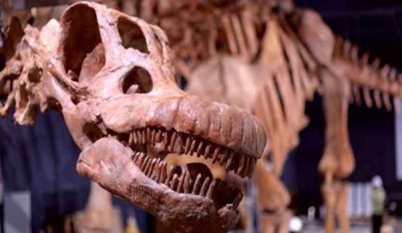 Il record del Patagotitan mayorum: è lui il più grande animale mai esistito?