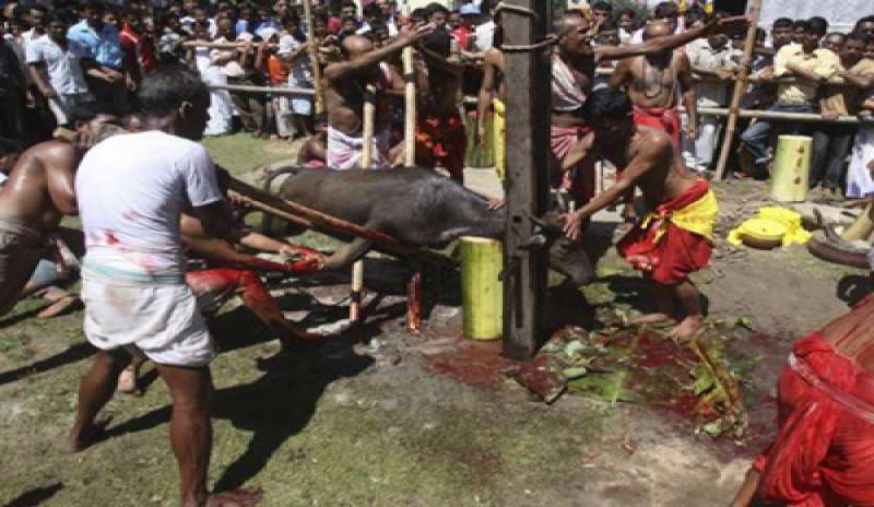 Il tribunale indiano vieta i sacrifici animali, “pratica crudele e barbara”