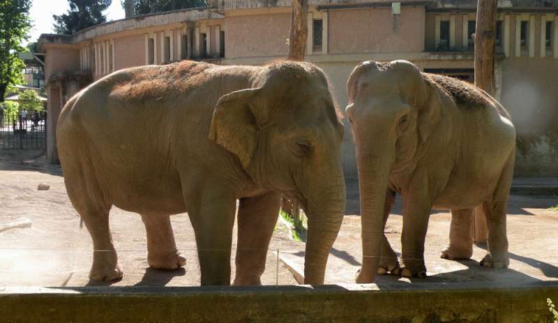 In Europa torneranno gli elefanti?