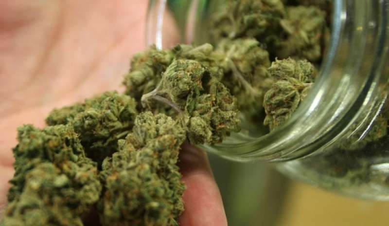 “In Italia 100 mila consumatori coltivano cannabis in casa”