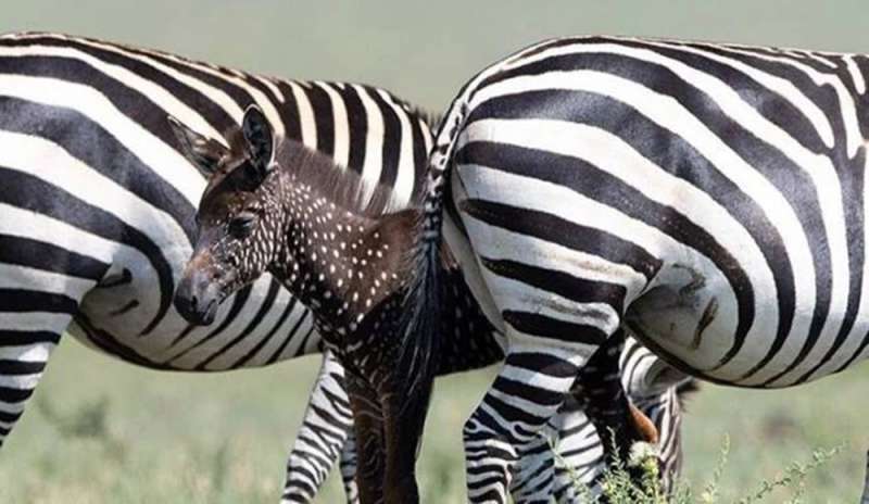 In Kenya vive la prima zebra dal manto scuro a pallini bianchi
