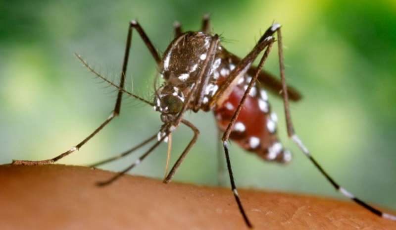 In Sardegna zanzare e volatili infettati dal virus