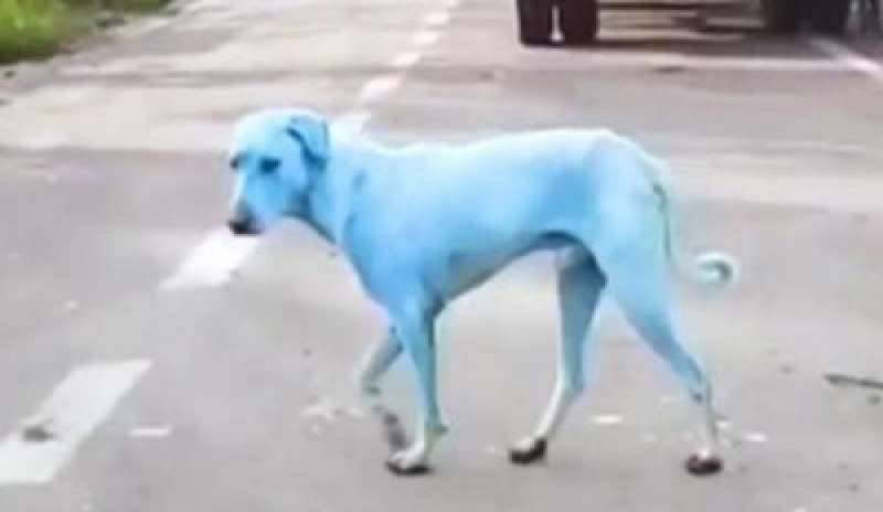India, troppo inquinamento nel fiume: i cani diventano blu
