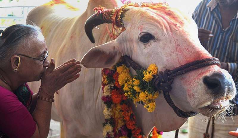 India: una vacca vale più di una vita umana