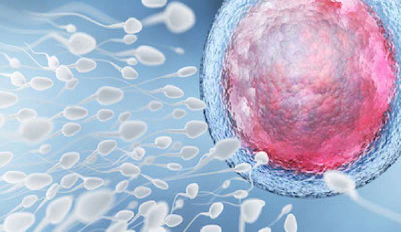 Infertilità: ecco il radar che riconosce gli spermatozoi “buoni” dai “cattivi”