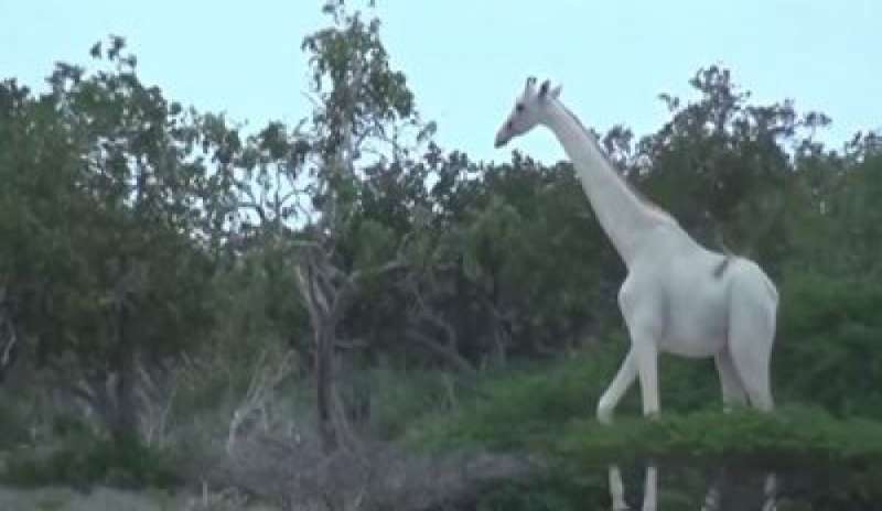 Kenya, il singolare ed emozionante incontro con le giraffe bianche