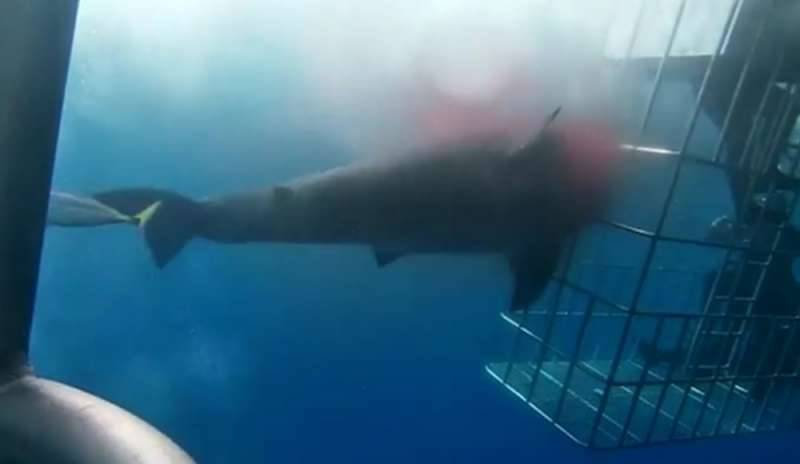 L'immersione in gabbia diventa letale per lo squalo