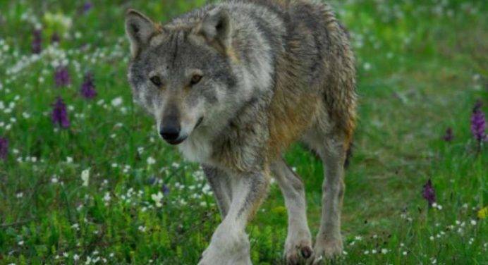 “L'Ue difende i lupi che assaltano gli allevamenti italiani”