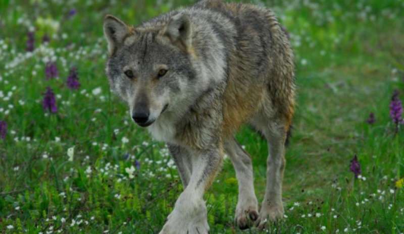 “L'Ue difende i lupi che assaltano gli allevamenti italiani”